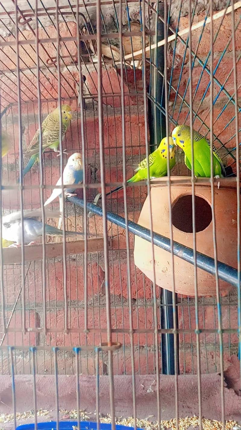 Breedar pair 5