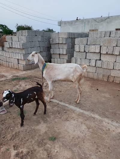 bakari for sale