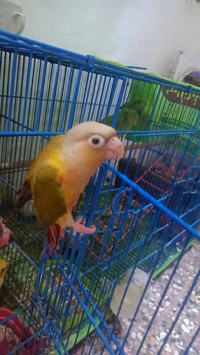 Pineapple counre 1 pc flying tame for sale