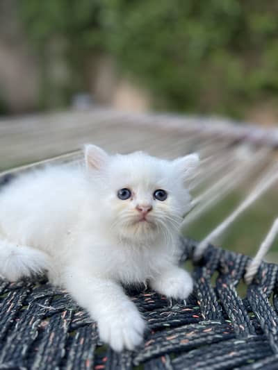 Odd eyes Tripple coated Persian Female