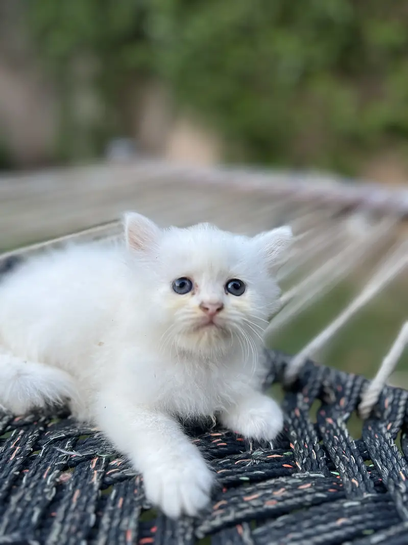 Odd eyes Tripple coated Persian Female — photo 2