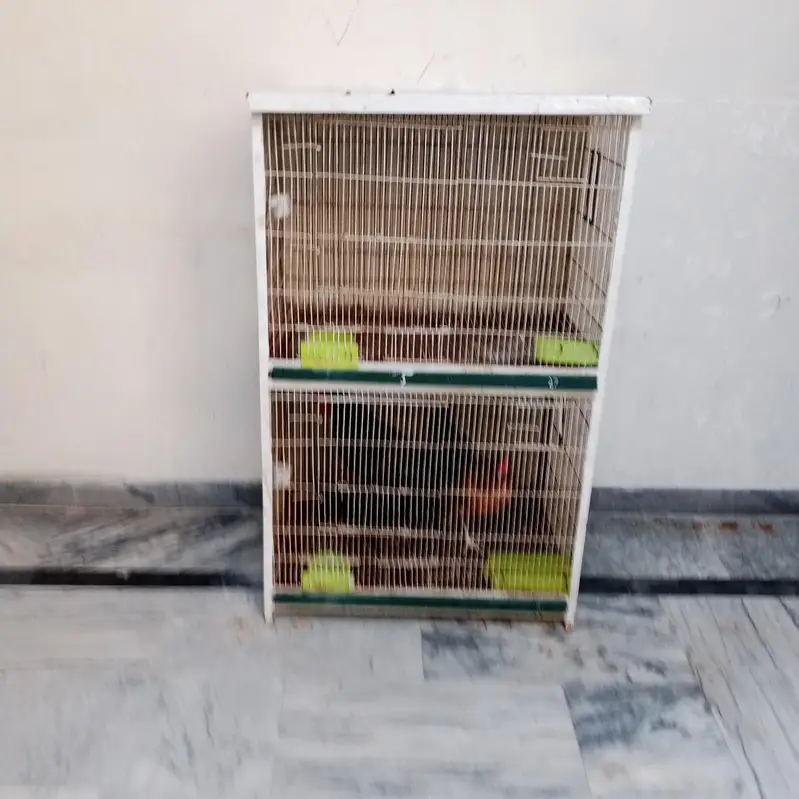 iron cage — photo 2