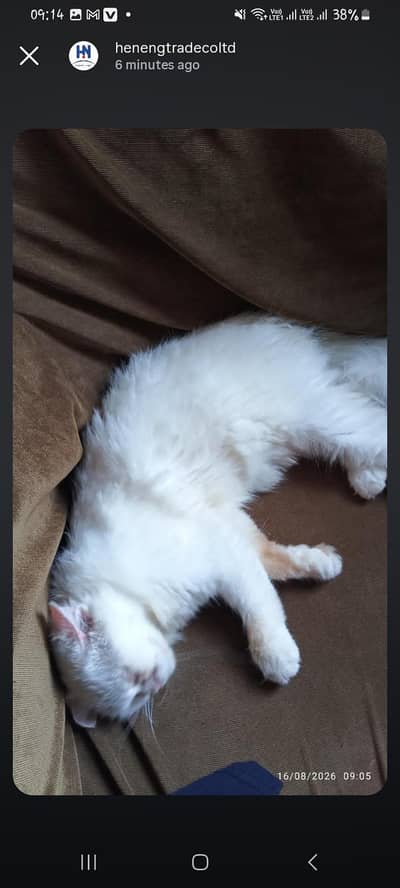free cat ly jaoo bss care karny wala hu