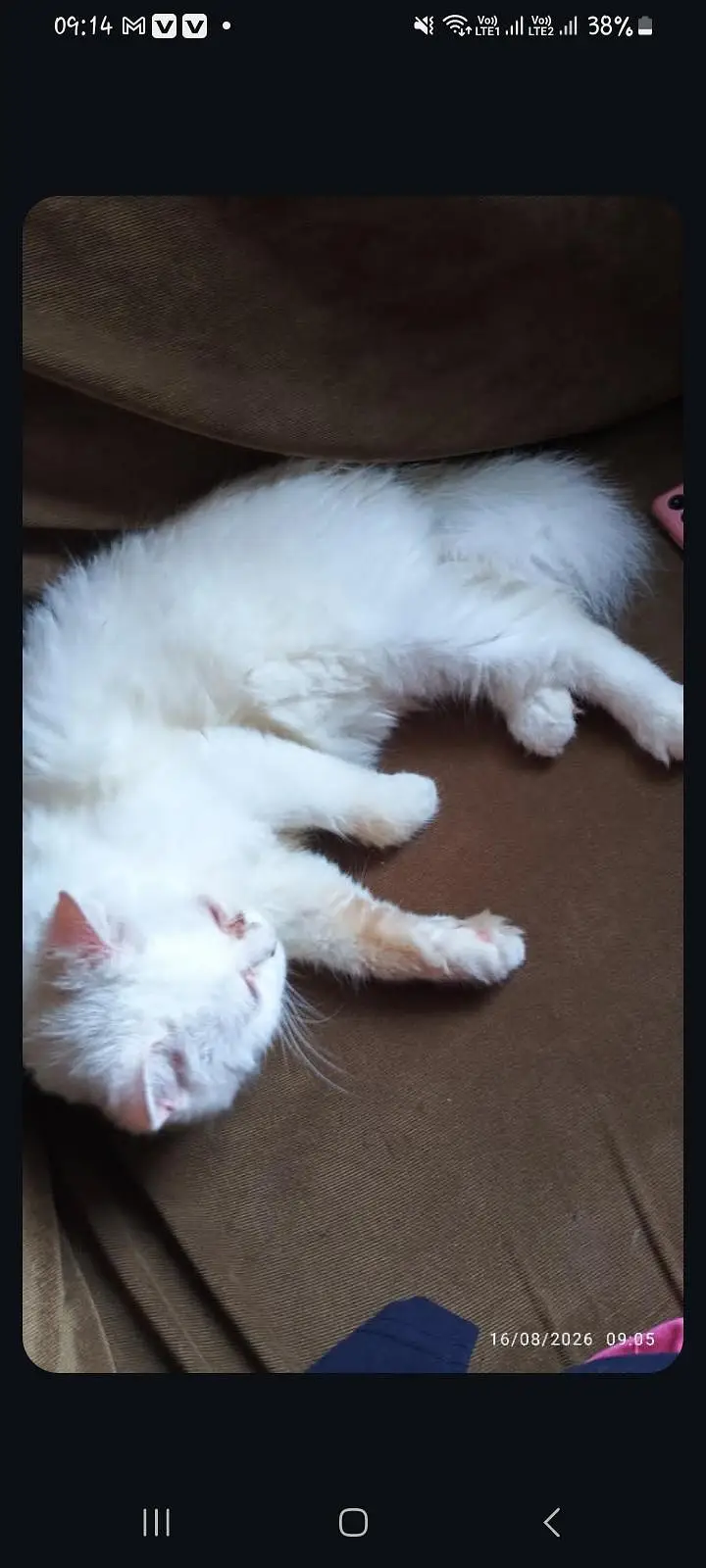 free cat ly jaoo bss care karny wala hu — photo 2