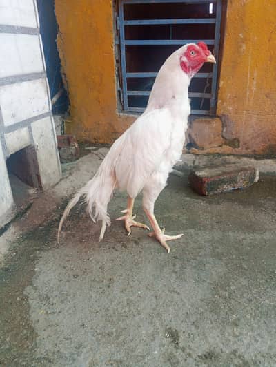Heera paper white aseel patha for sale