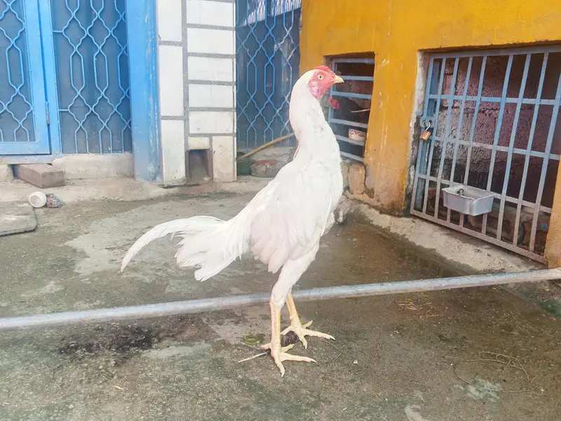 Heera paper white aseel patha for sale — photo 2