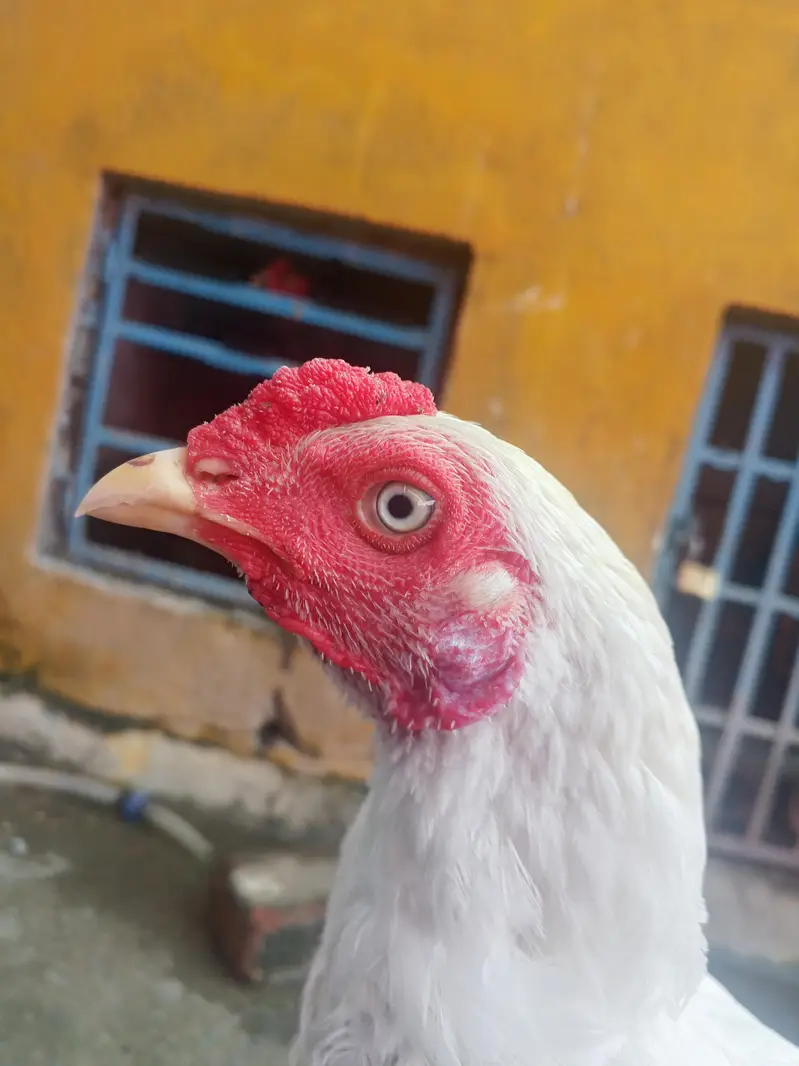 Heera paper white aseel patha for sale — photo 4