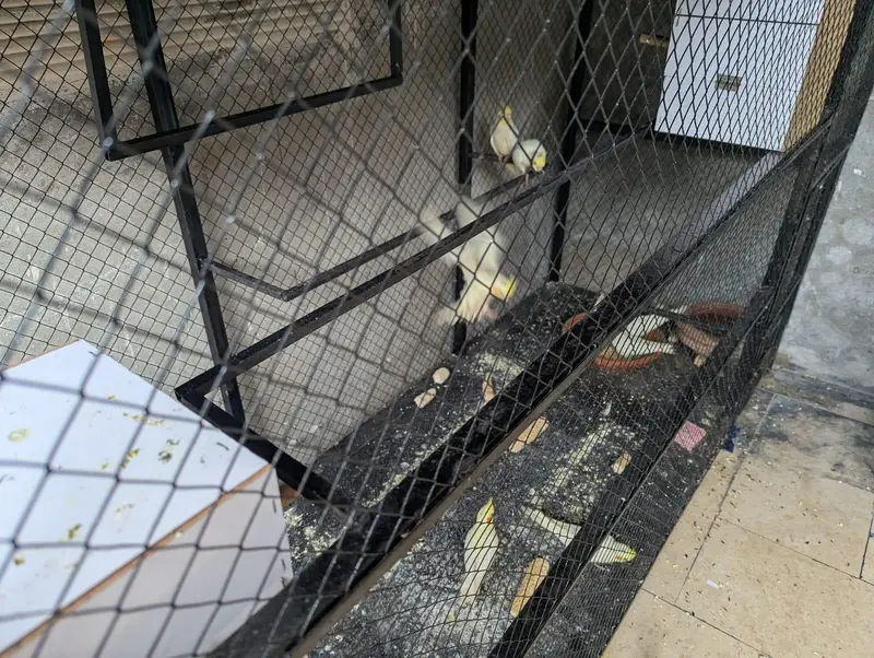 2 cage for sale — photo 6