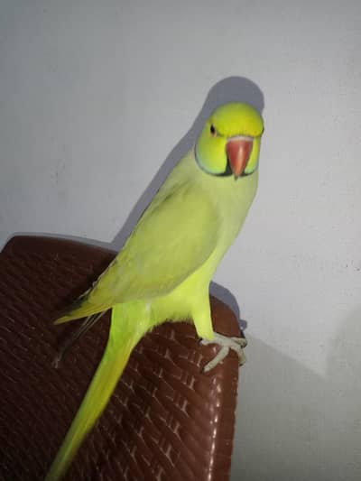 Parrot Tota bolne wala