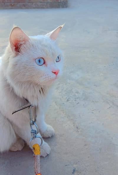 cute and handsome white