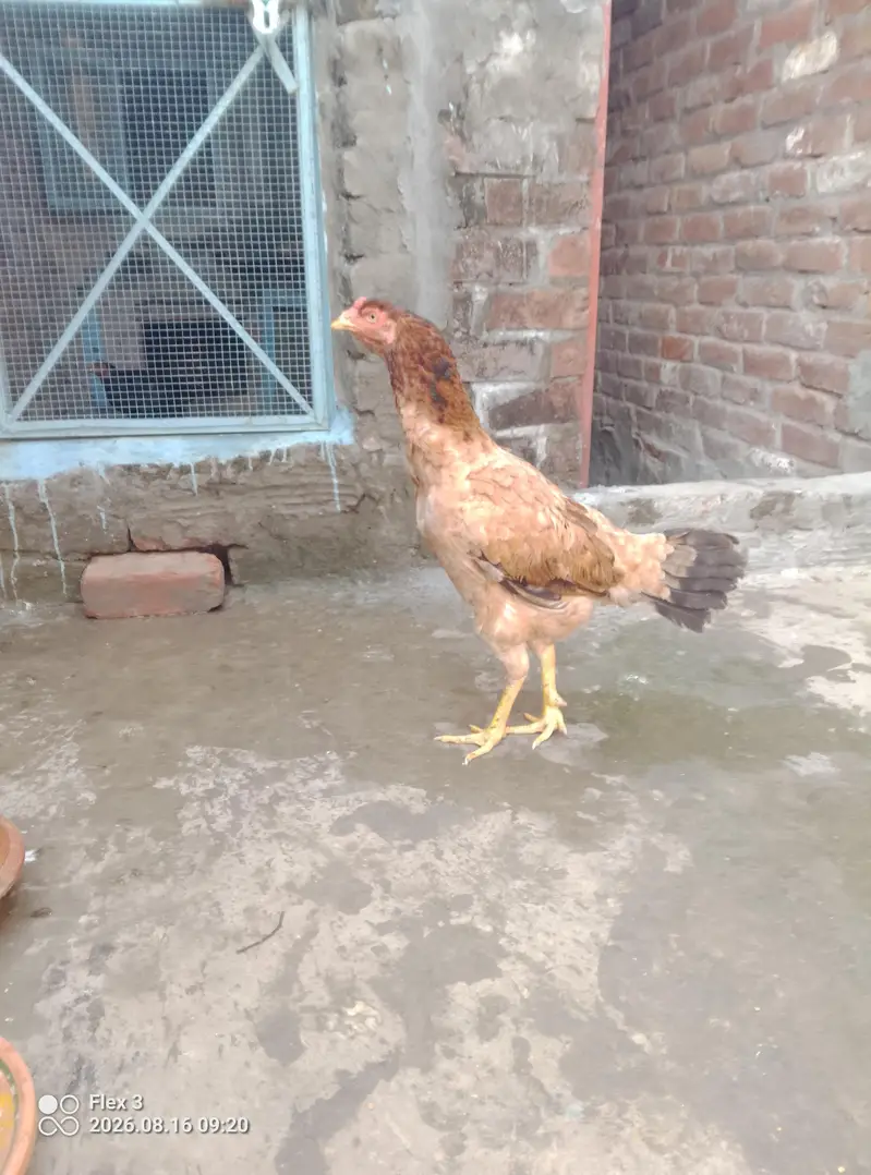 Aseel murgi kurak — photo 3