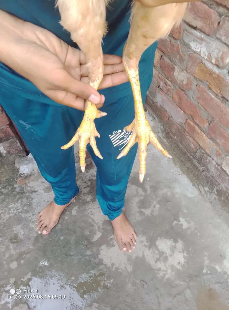 Aseel murgi kurak — photo 4
