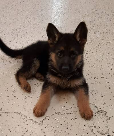 German shepherd puppy