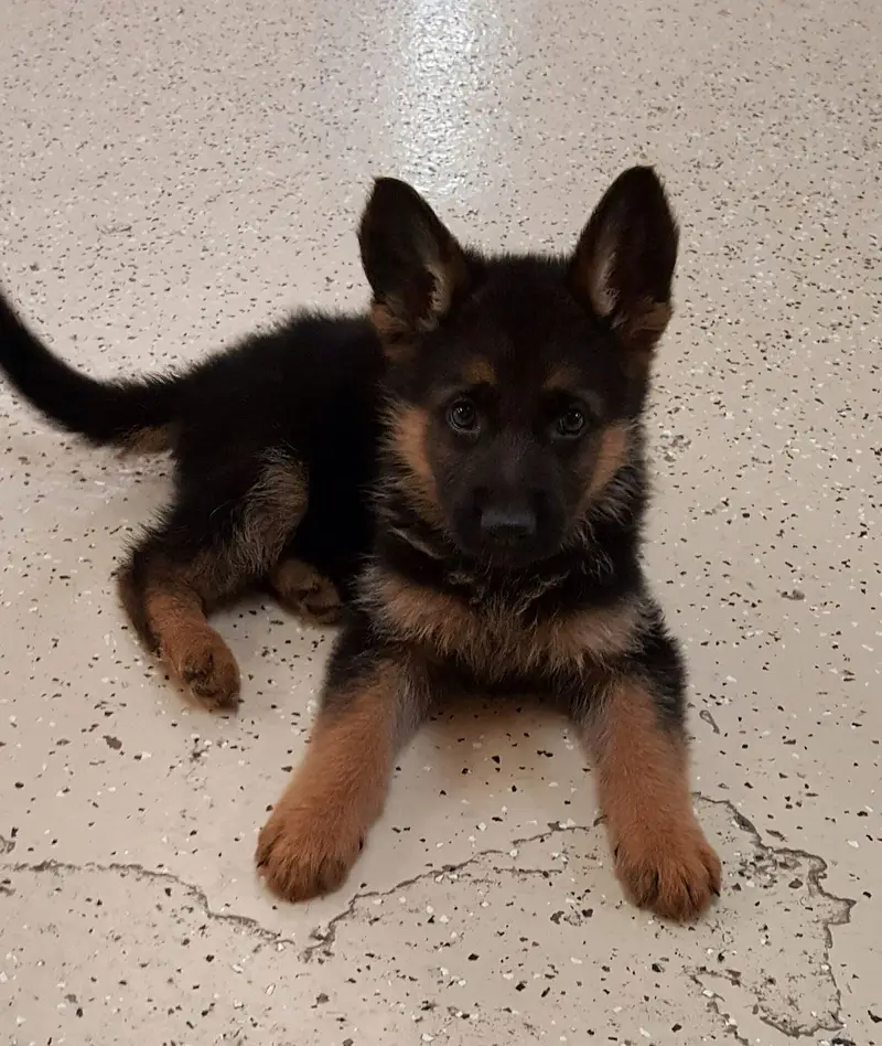 German shepherd puppy