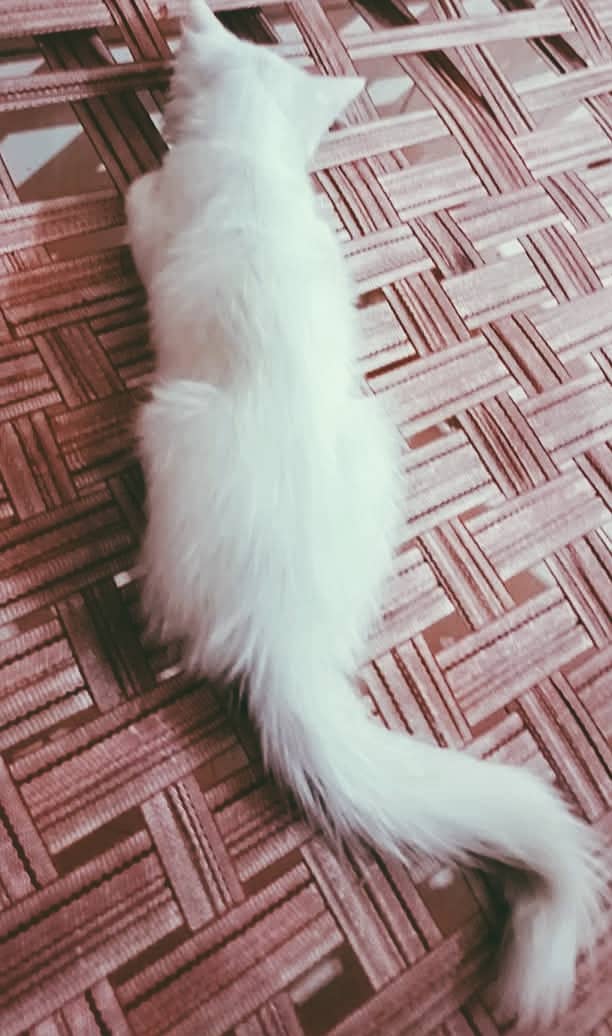 Persian cat 0