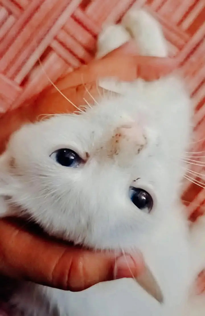 Persian cat — photo 2