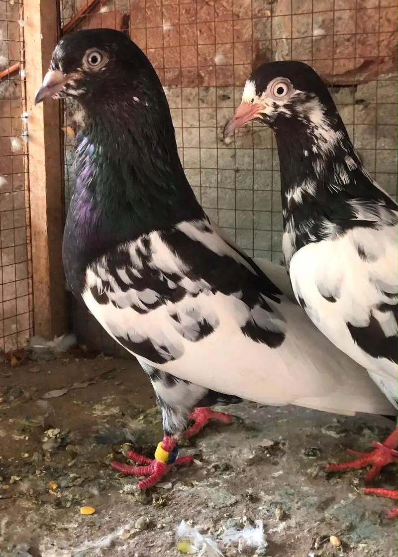 Rampuri pair for sale