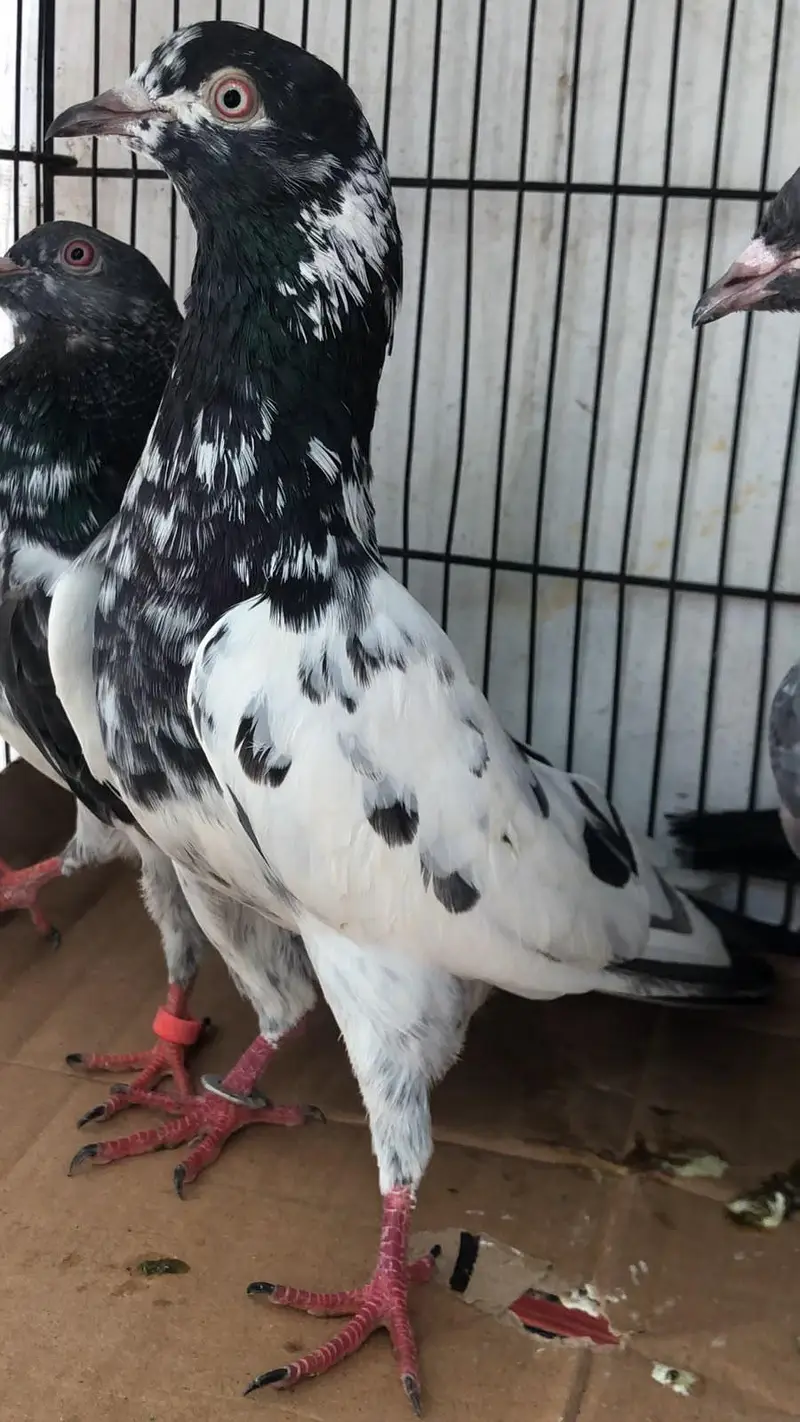 Rampuri pair for sale — photo 4
