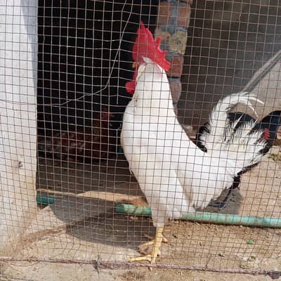 Cock Fr Sale