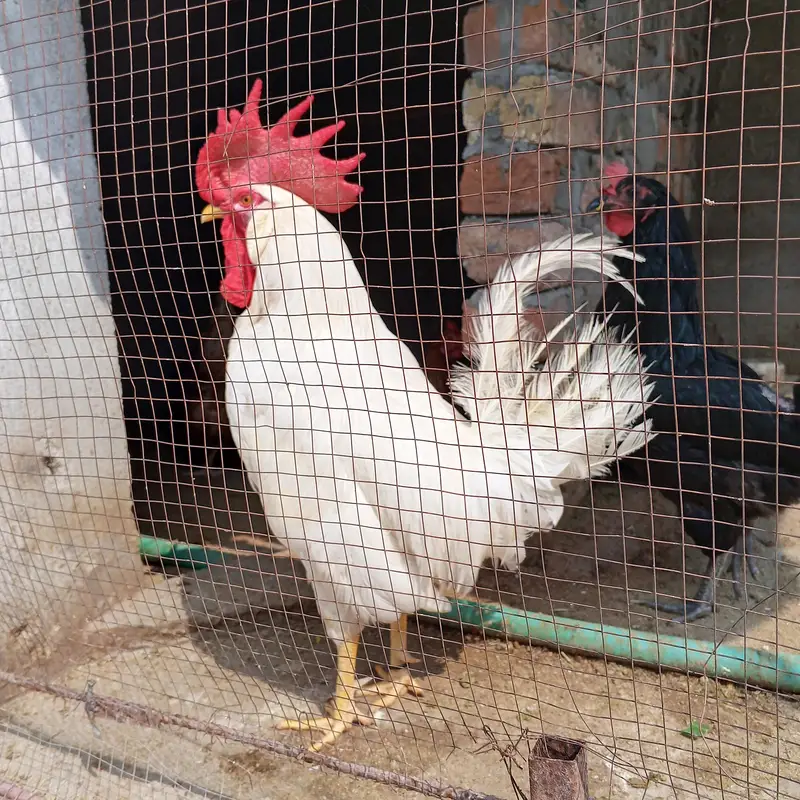Cock Fr Sale — photo 2