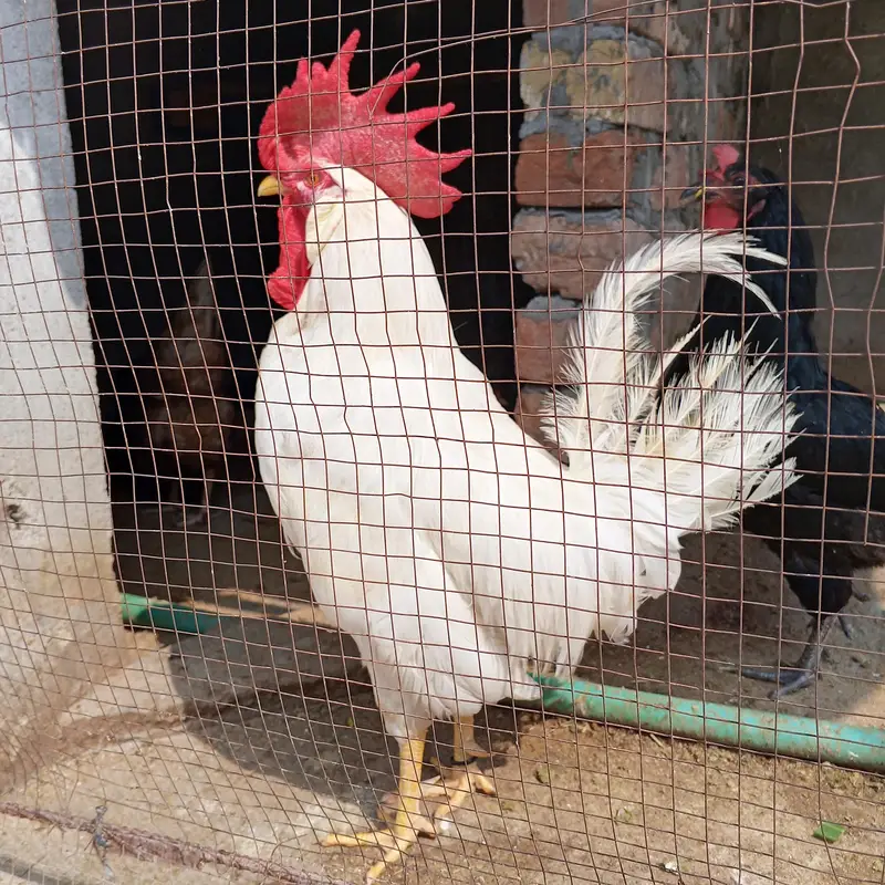 Cock Fr Sale — photo 3