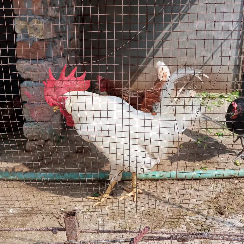 Cock Fr Sale — photo 4
