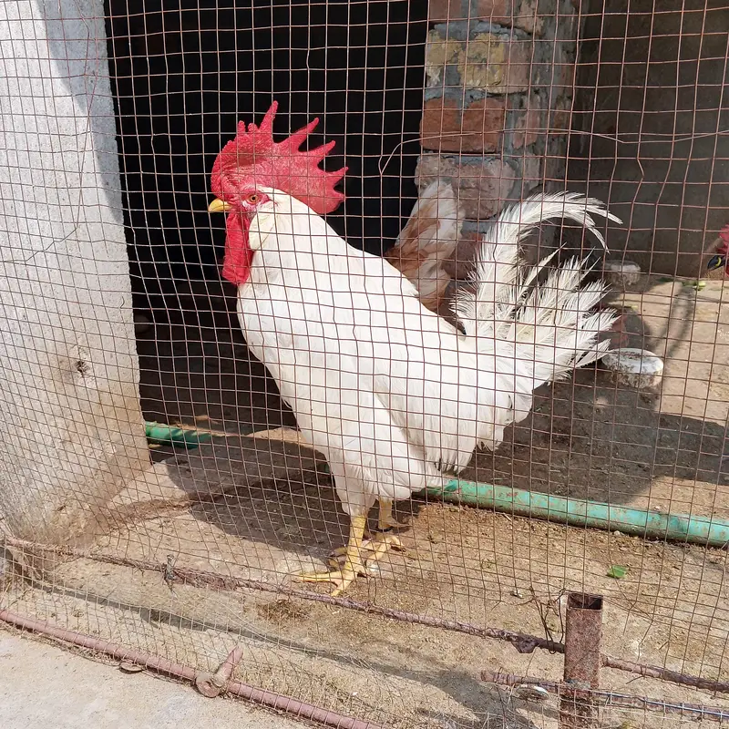 Cock Fr Sale — photo 5