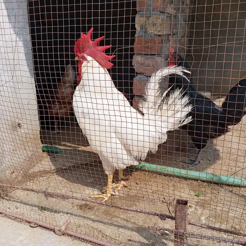 Cock Fr Sale — photo 6