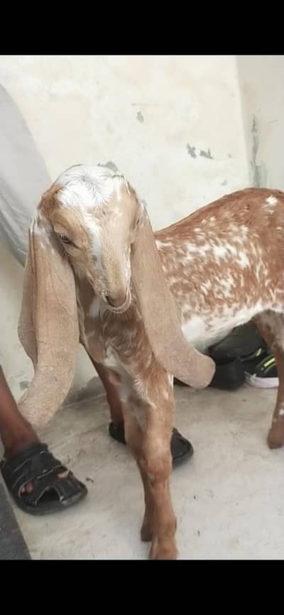 dasi makhi cheeni bakri path 03098289032