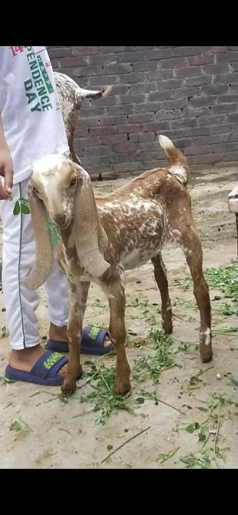 dasi makhi cheeni bakri path 03098289032 — photo 2