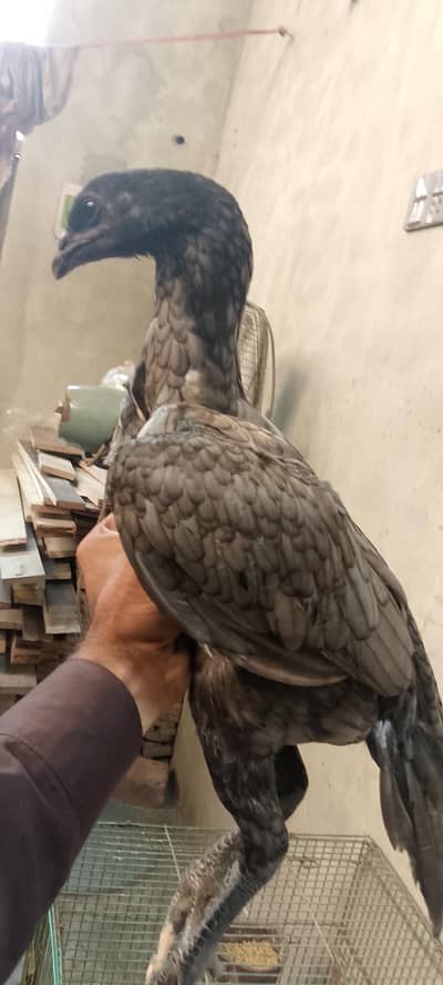 Thai dragon/blue female/high quality aseel/pure dragon