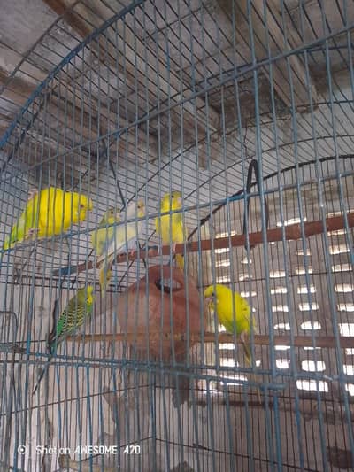 بجری طوطے bajri tote