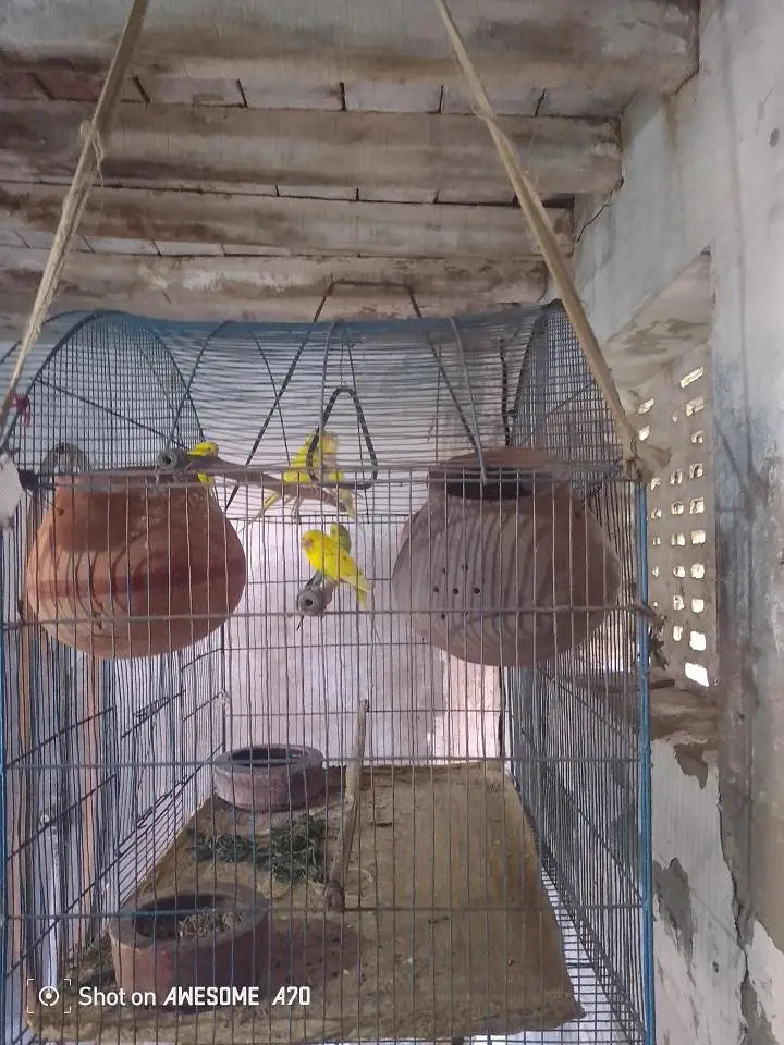 بجری طوطے bajri tote — photo 2