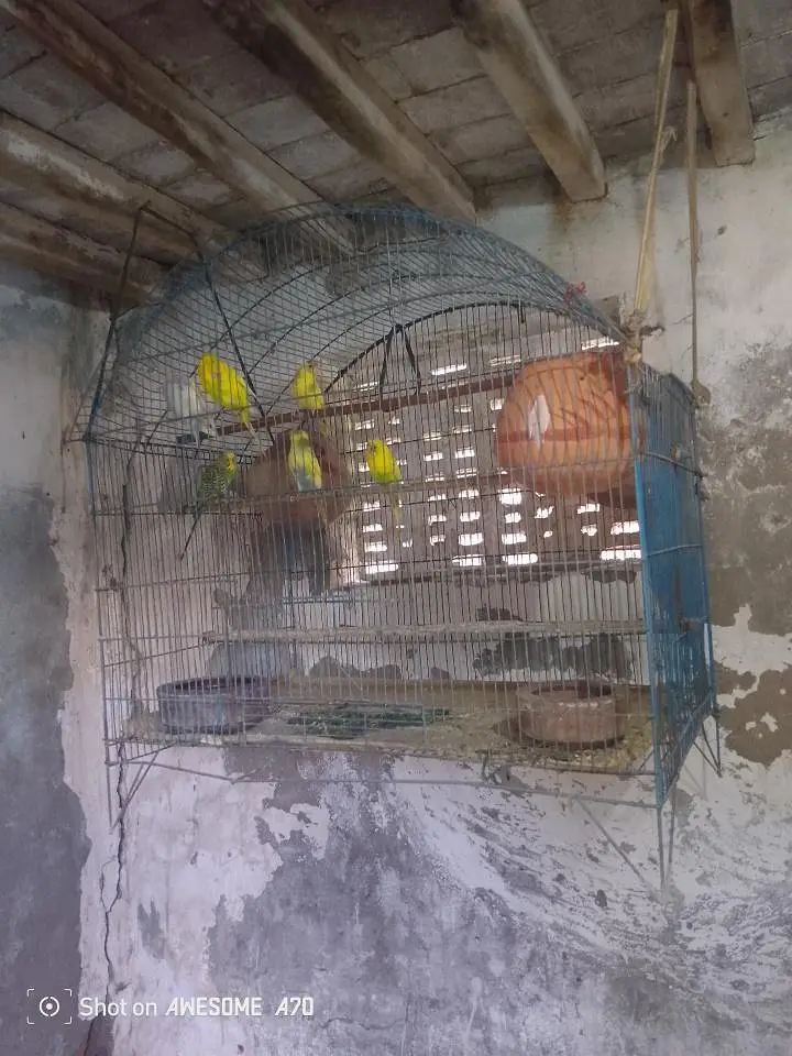 بجری طوطے bajri tote — photo 3