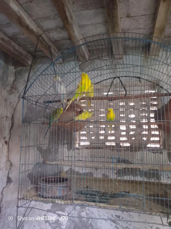 بجری طوطے bajri tote — photo 4