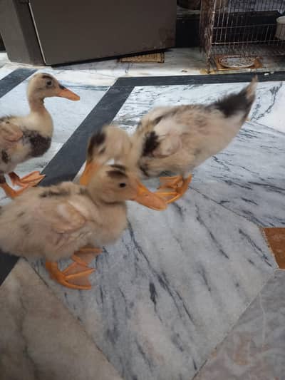 3 ducks