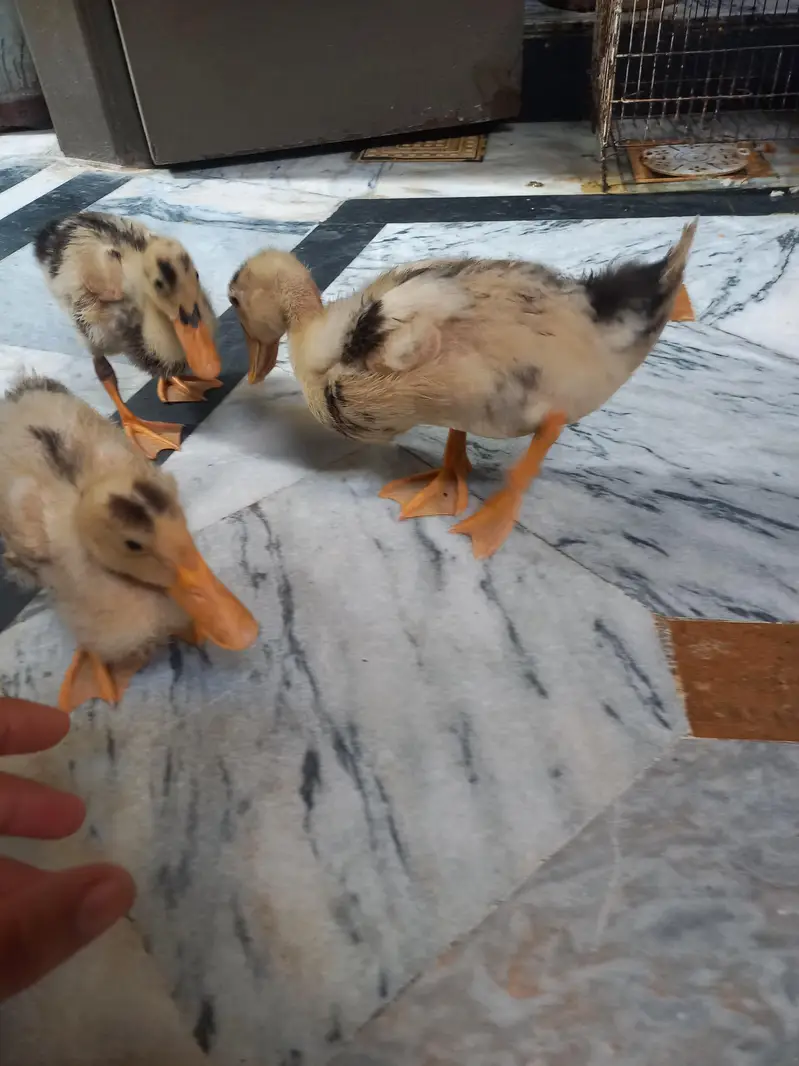 3 ducks — photo 2