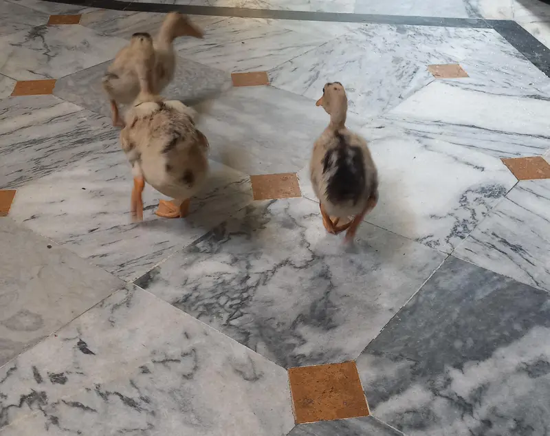3 ducks — photo 3