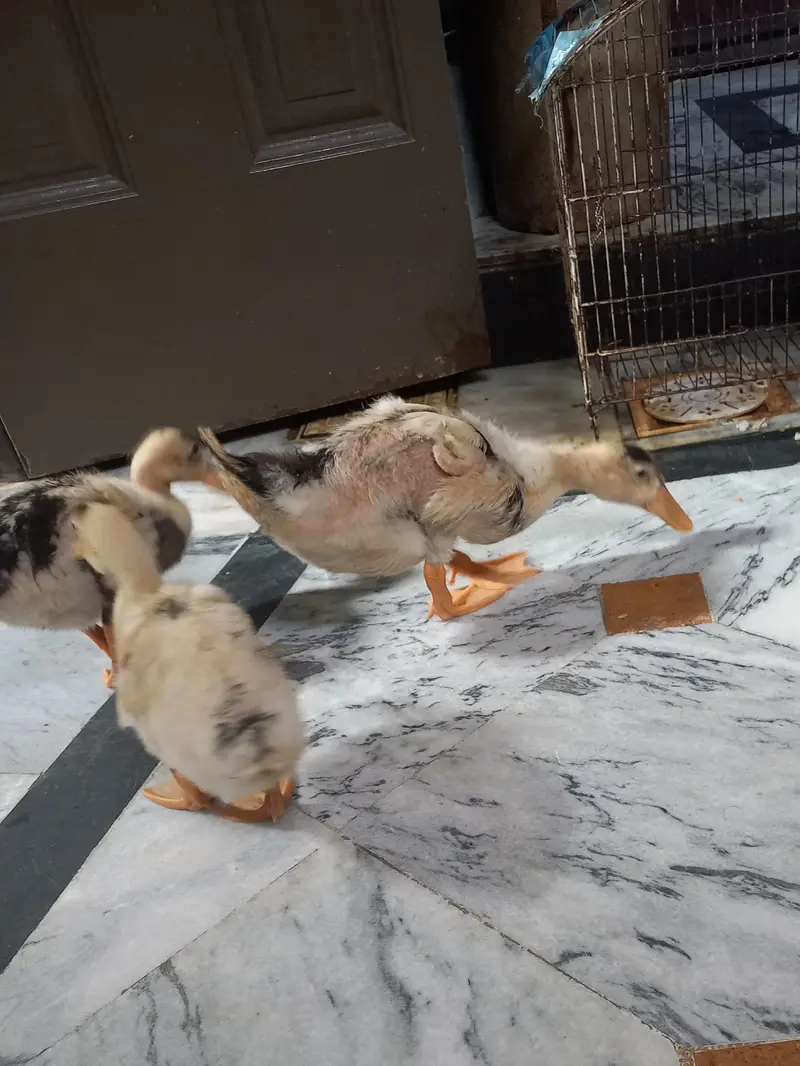 3 ducks — photo 4