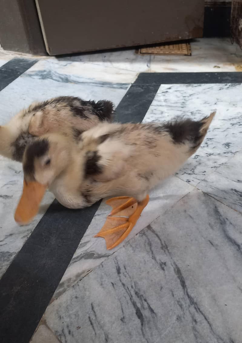 3 ducks 4