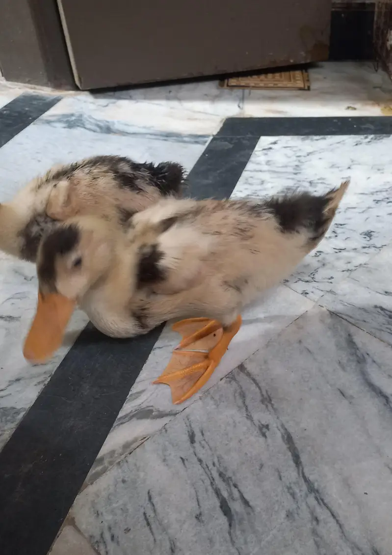 3 ducks — photo 5