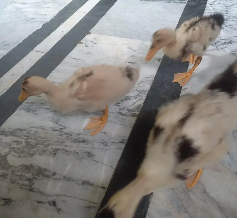 3 ducks — photo 6