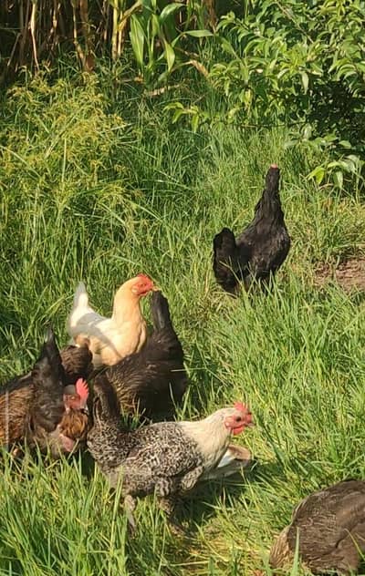 Fresh Desi Murghia