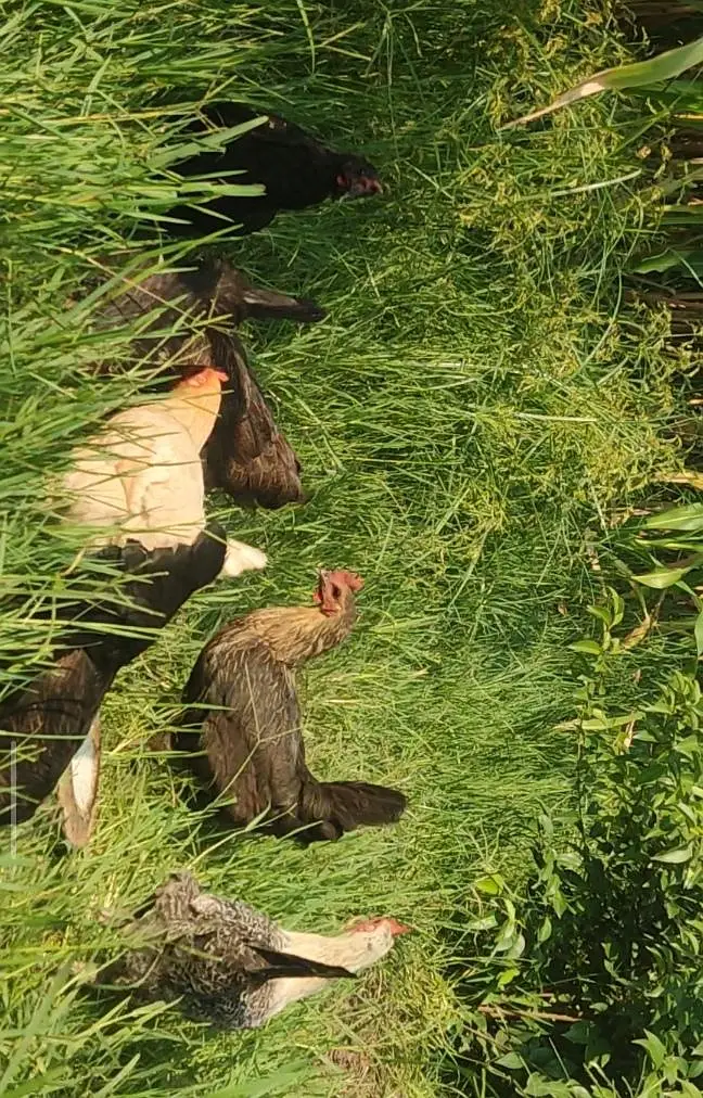 Fresh Desi Murghia — photo 4