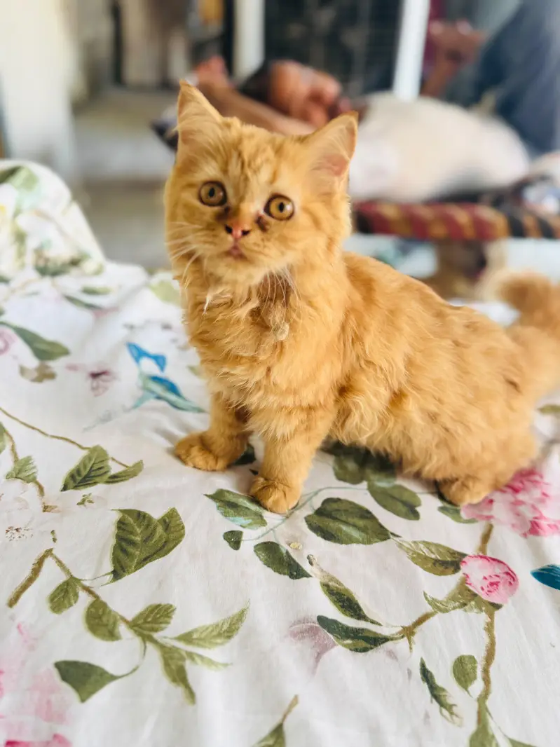 pure persian cats — photo 2