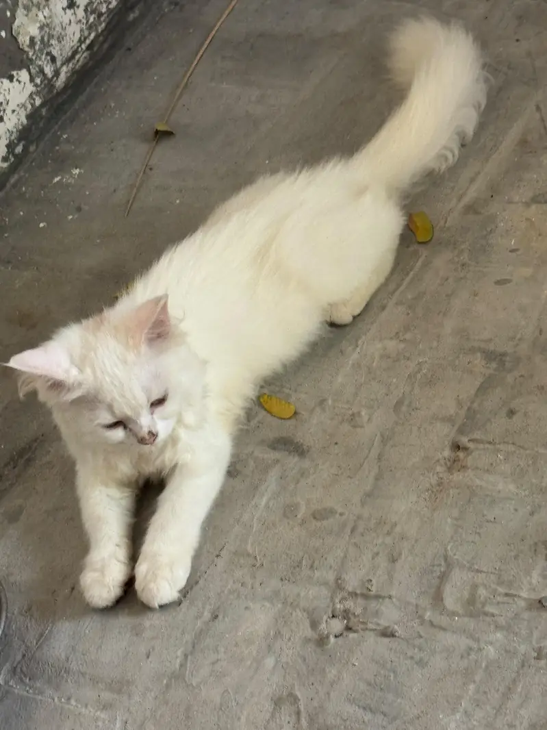 pure persian cats — photo 4