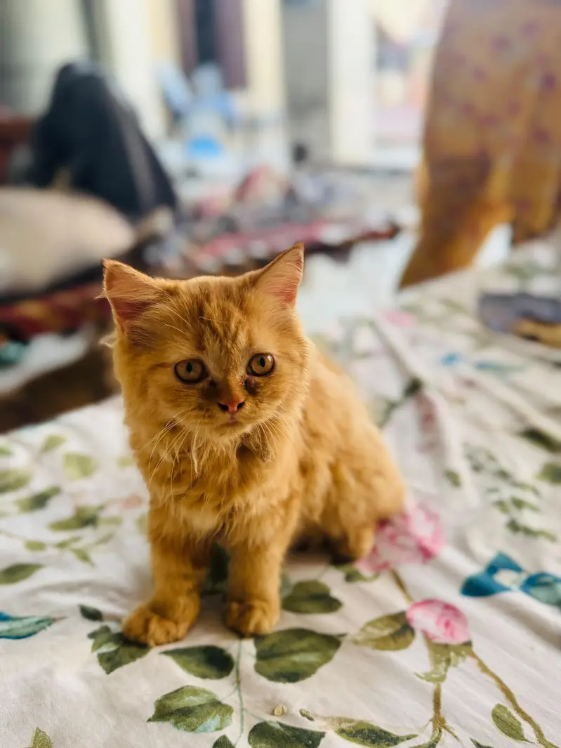 pure persian cats — photo 6