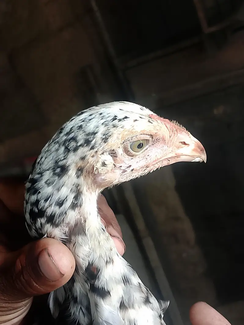 aseel cheena amroha pattha — photo 2