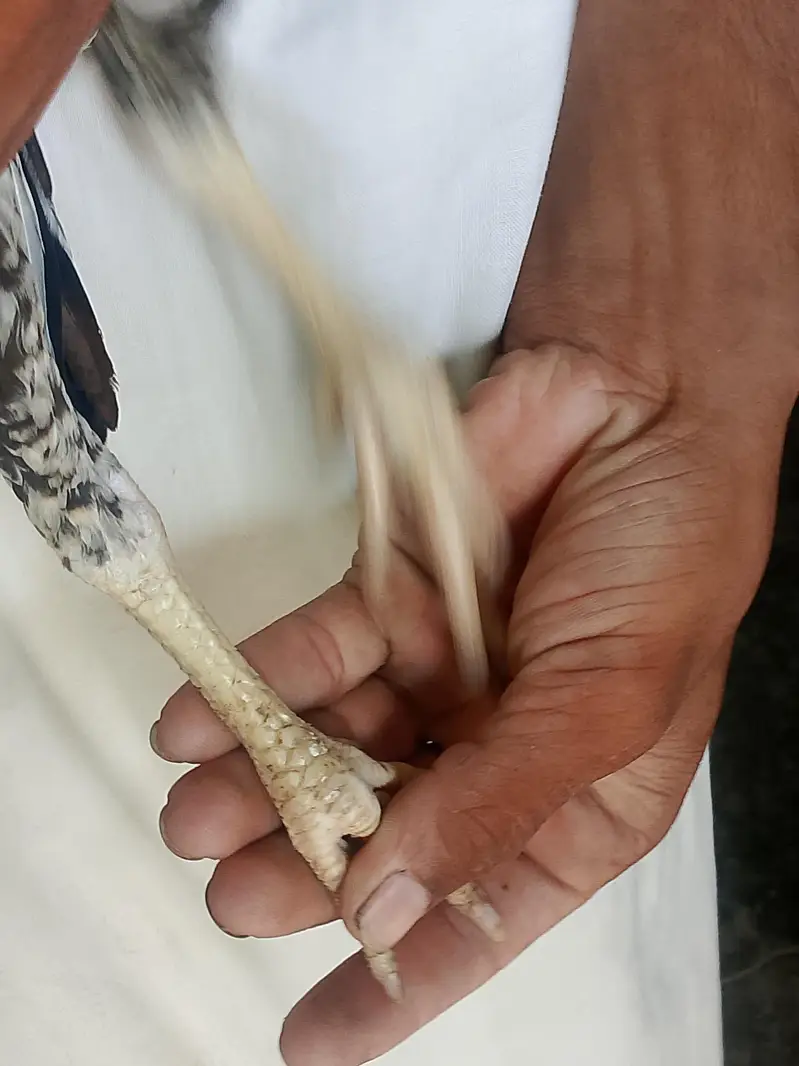 aseel cheena amroha pattha — photo 5