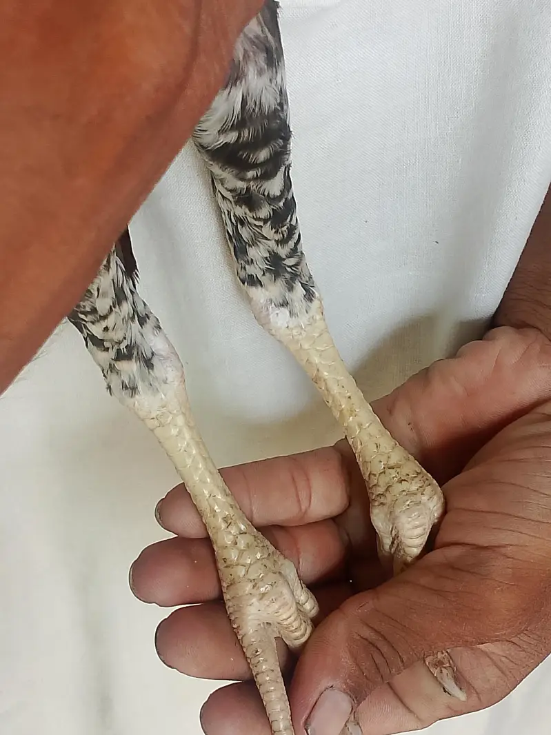 aseel cheena amroha pattha — photo 6